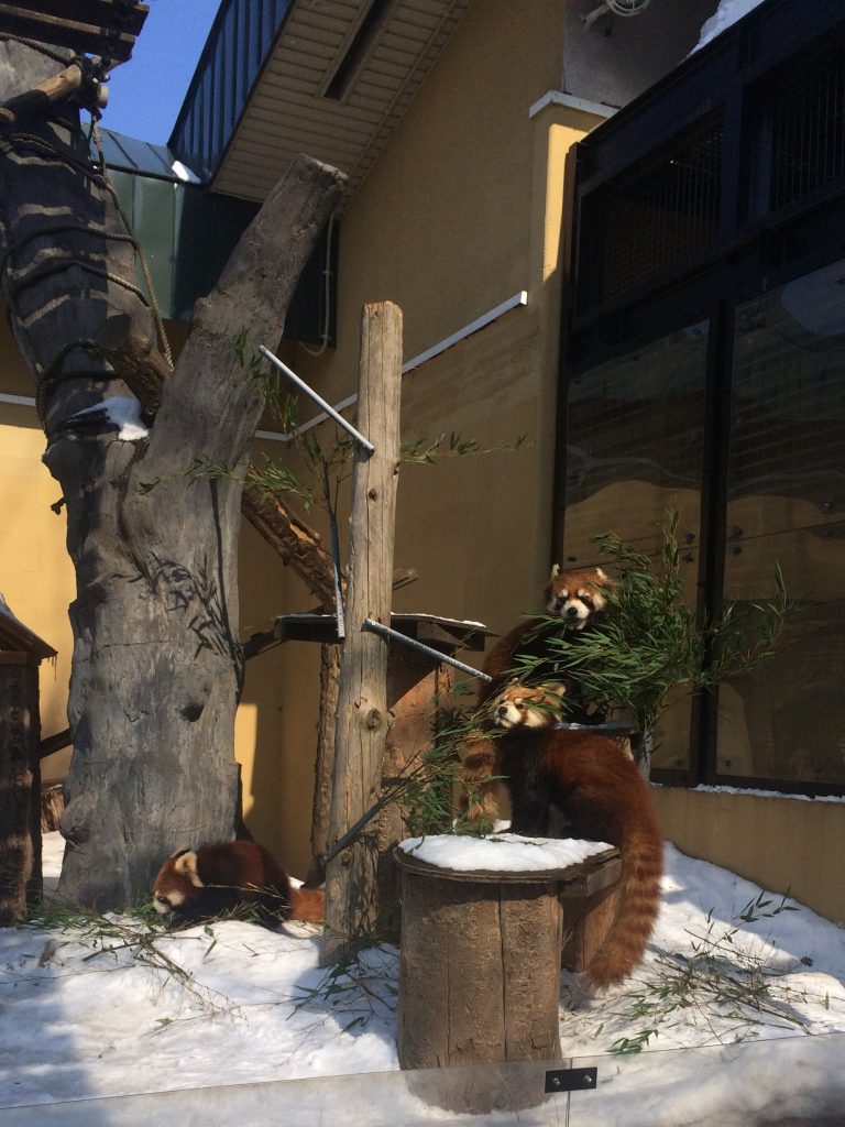 旭山動物園のレッサーパンダ