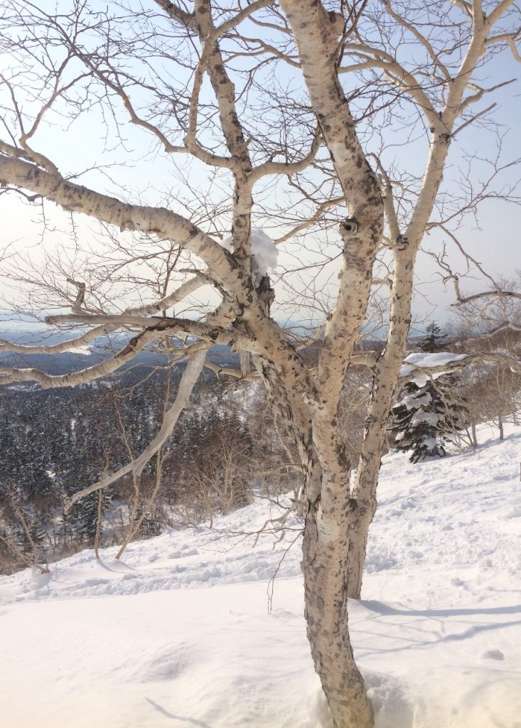 大雪山の樹木