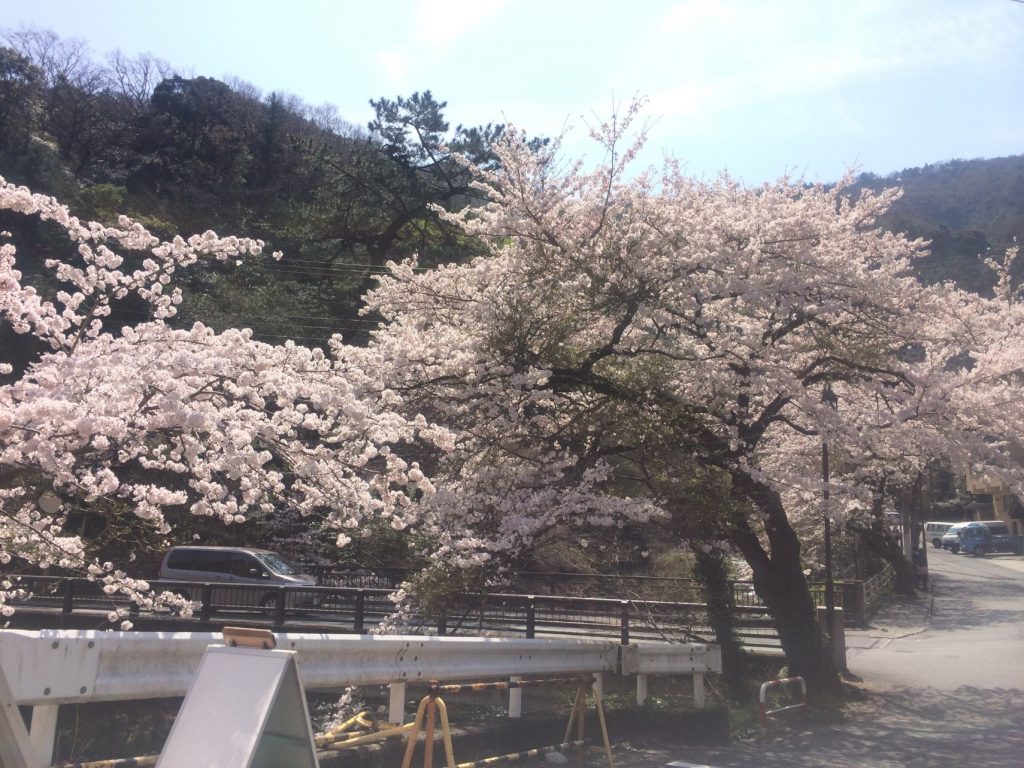 湯本の桜