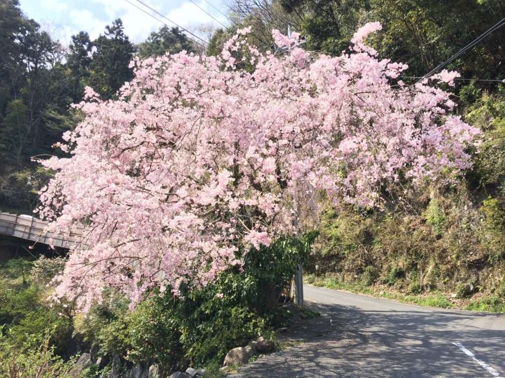 湯本の桜その２