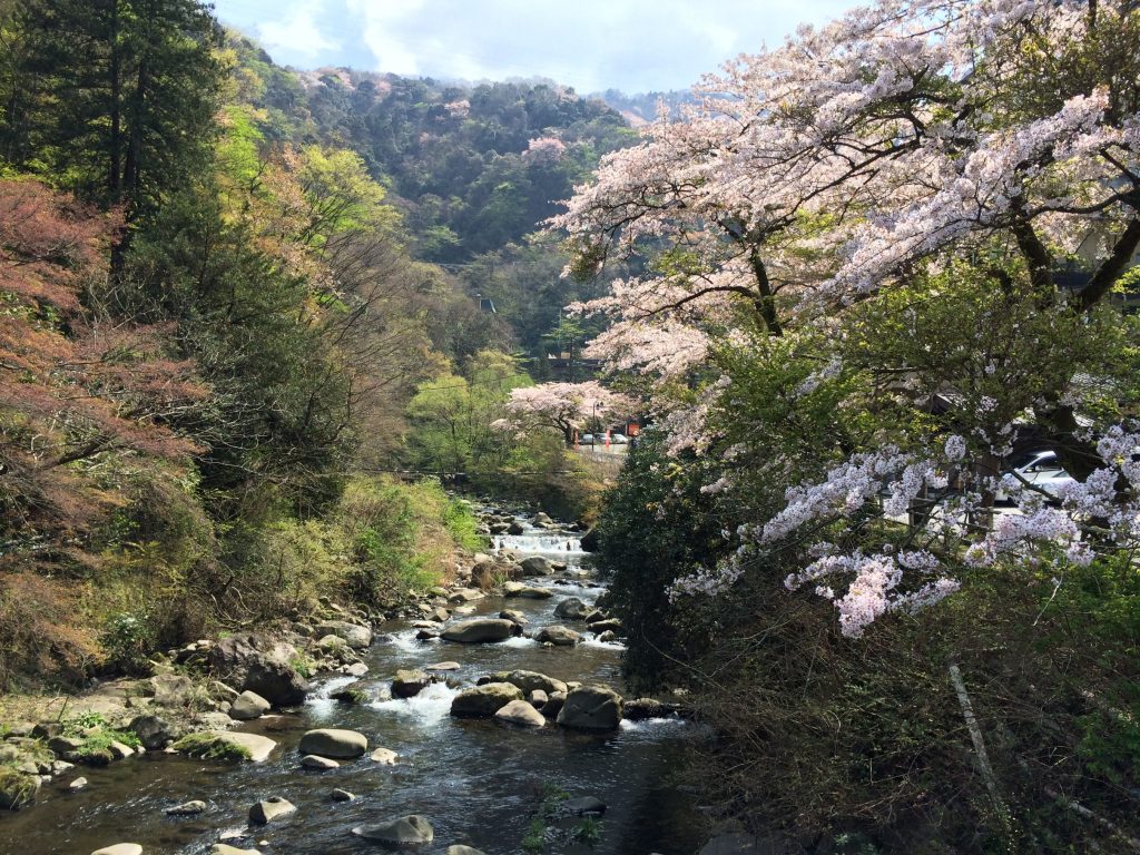 湯本の渓流と桜