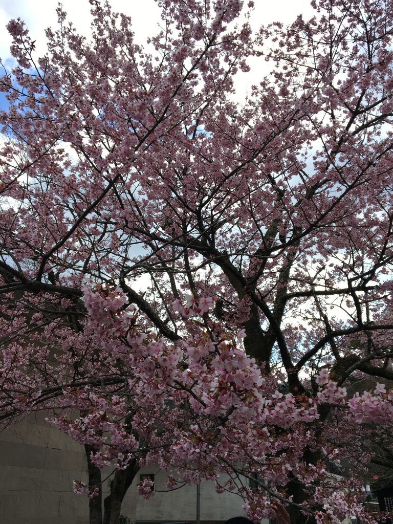 修善寺の寒桜