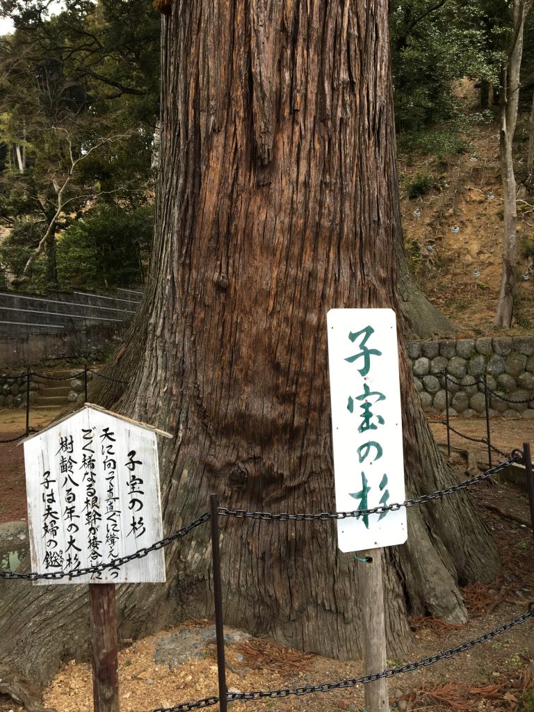 日枝神社の子宝の杉