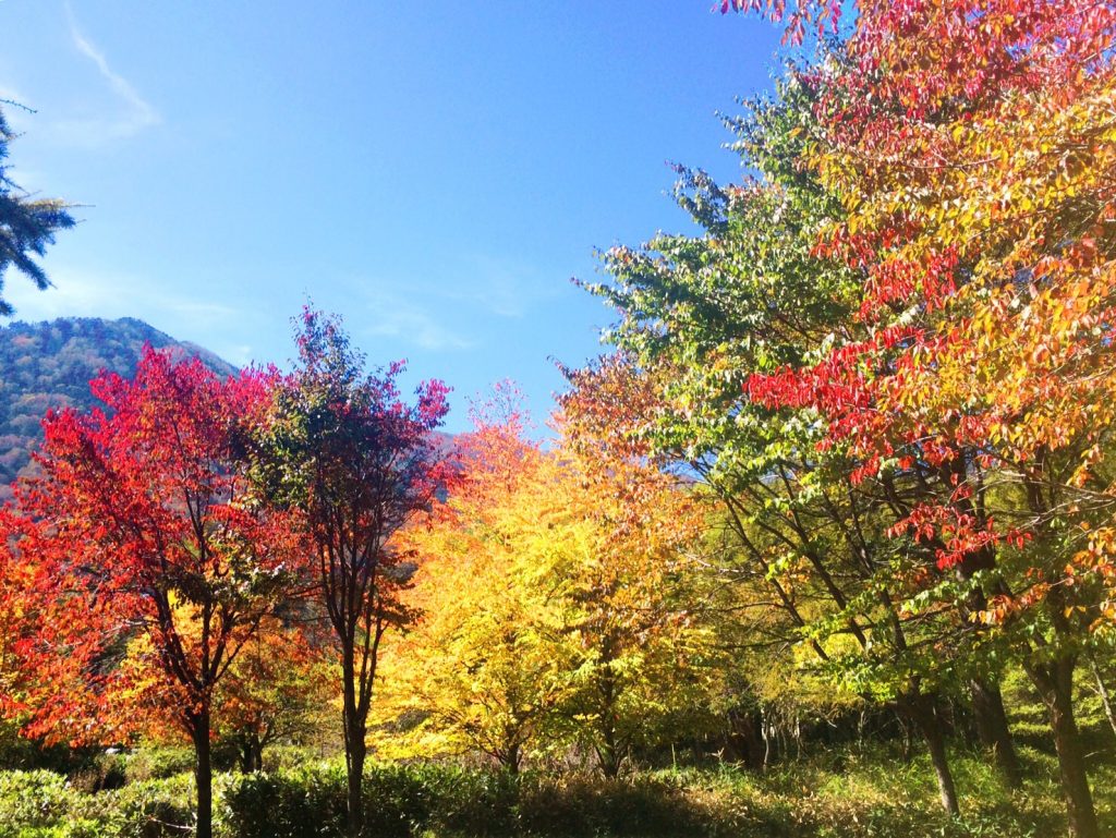 紅葉