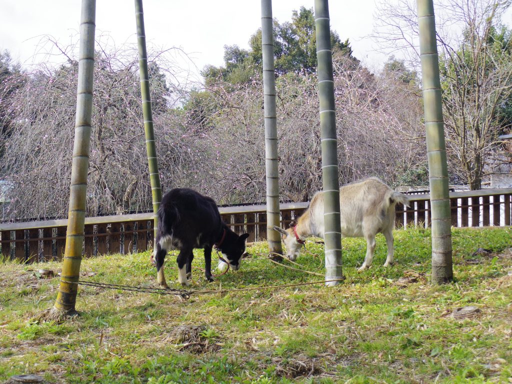 修善寺の動物・ヤギ