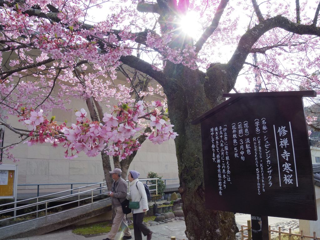 修善寺寒桜の看板