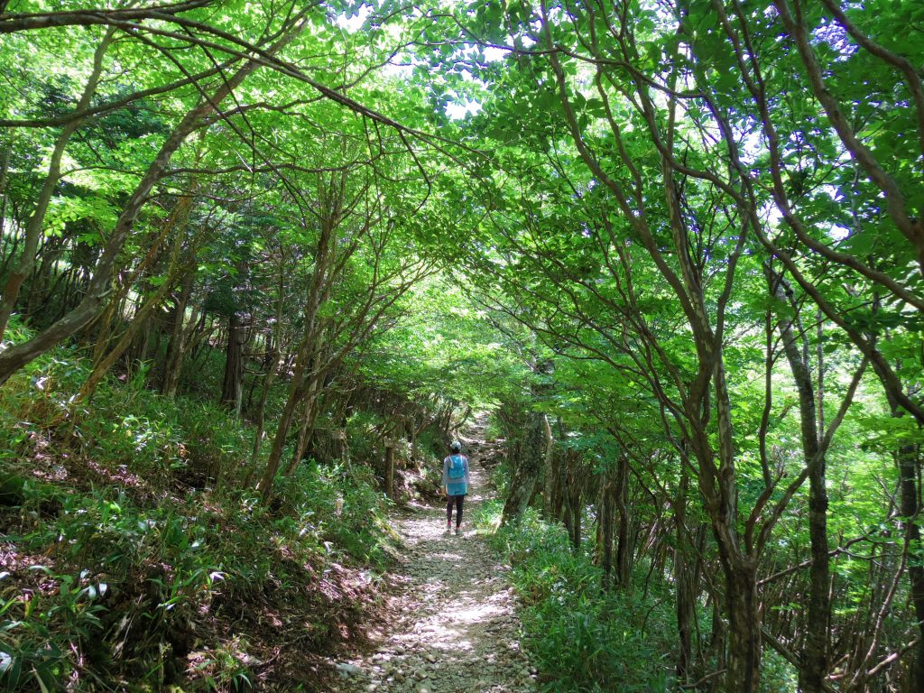新緑の剣山