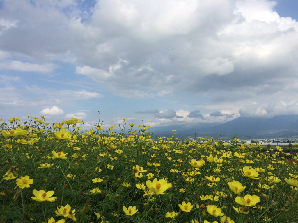 黄色いラベンダーと白雲