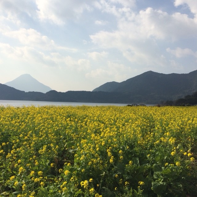 いぶすきの菜の花