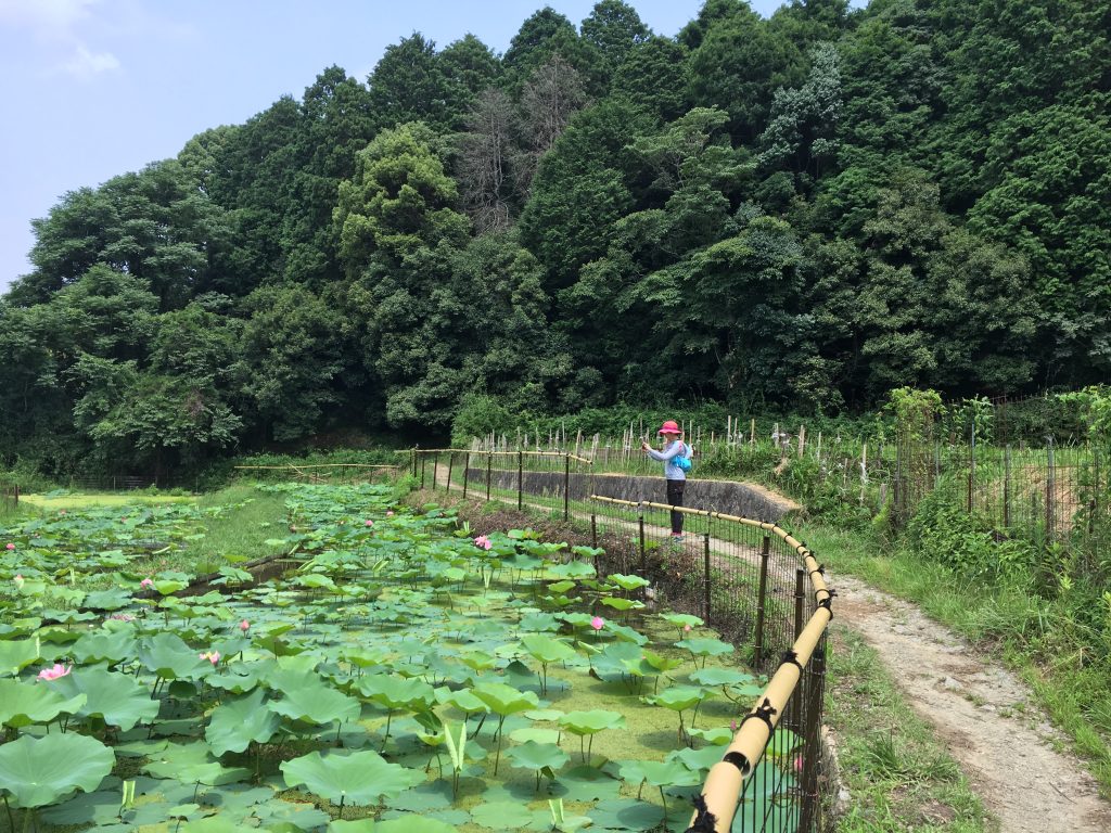 蓮の池