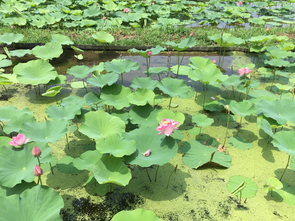 蓮の花