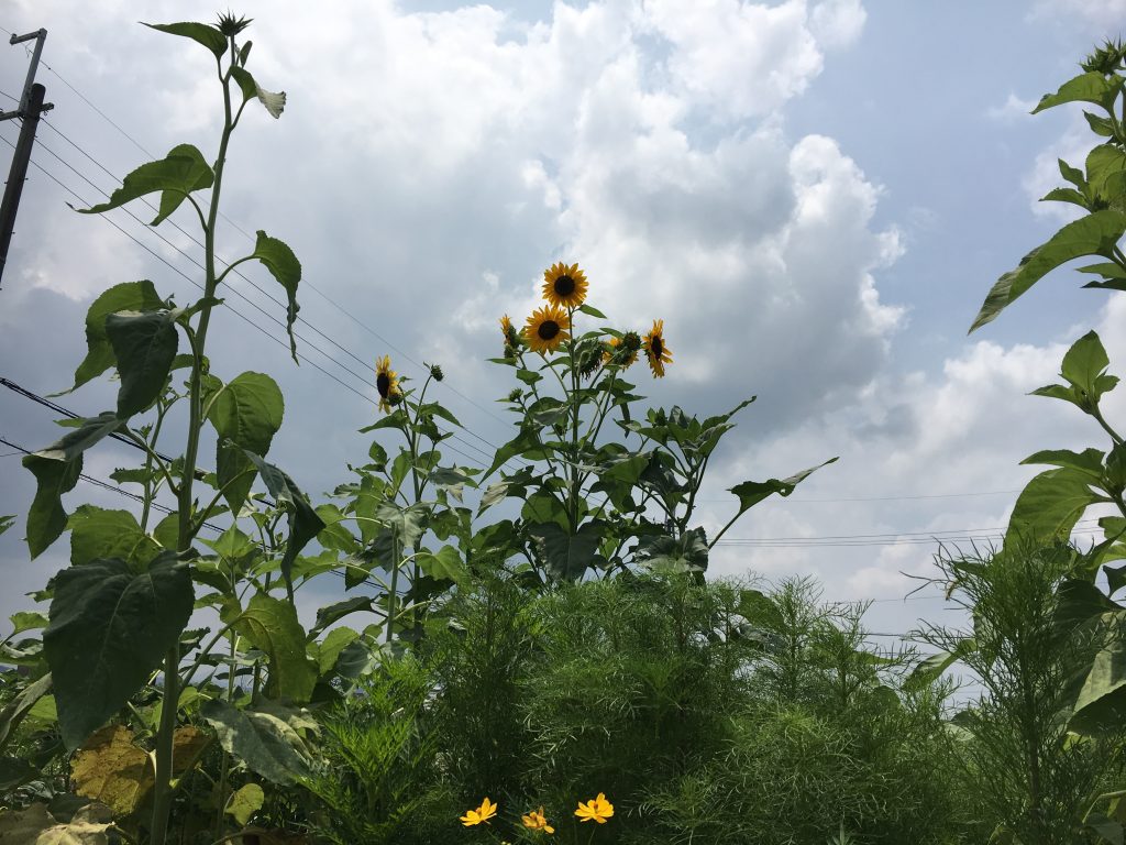 山の辺の道のひまわり