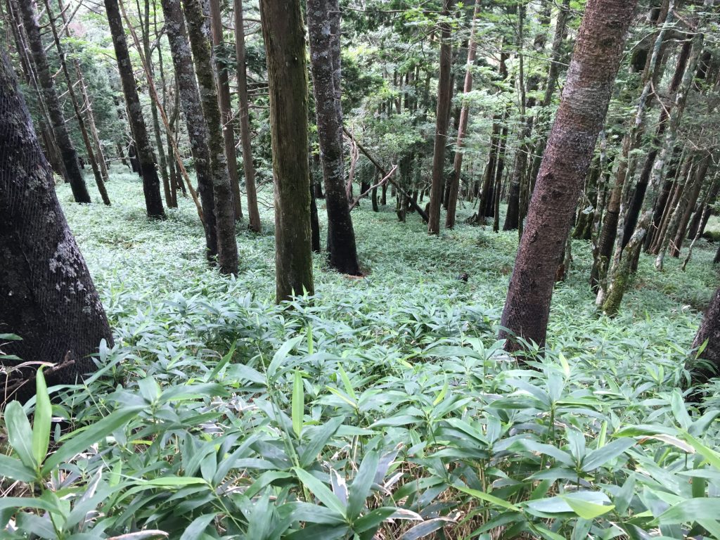 大台ケ原の森