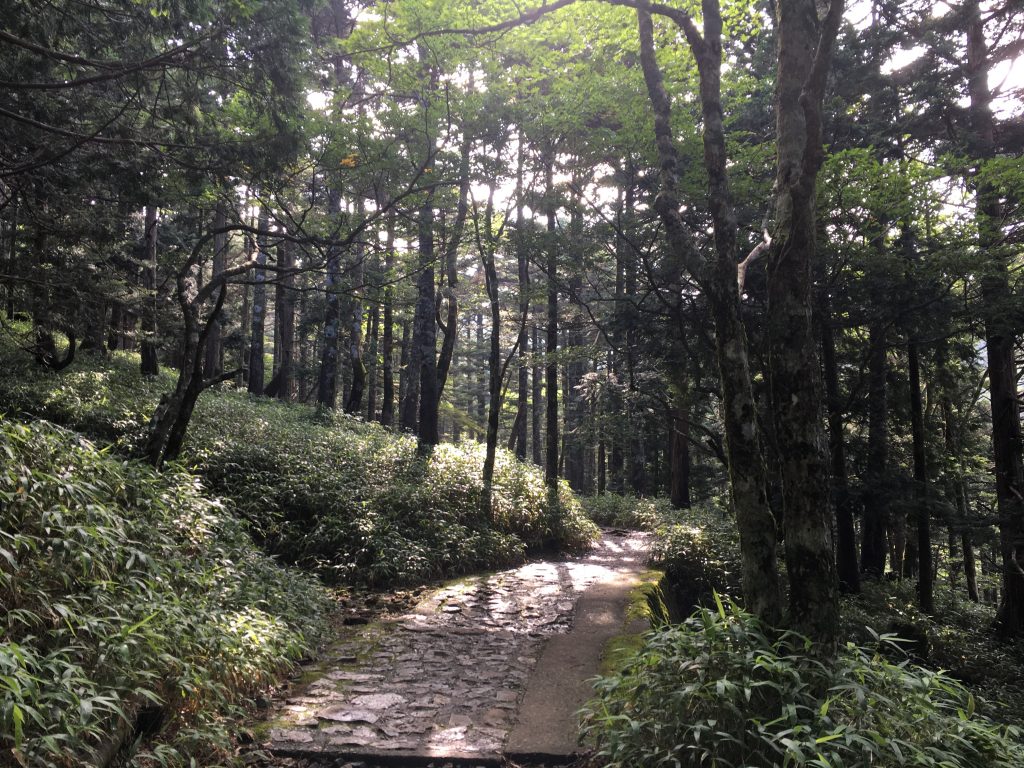 大台ケ原の森その2