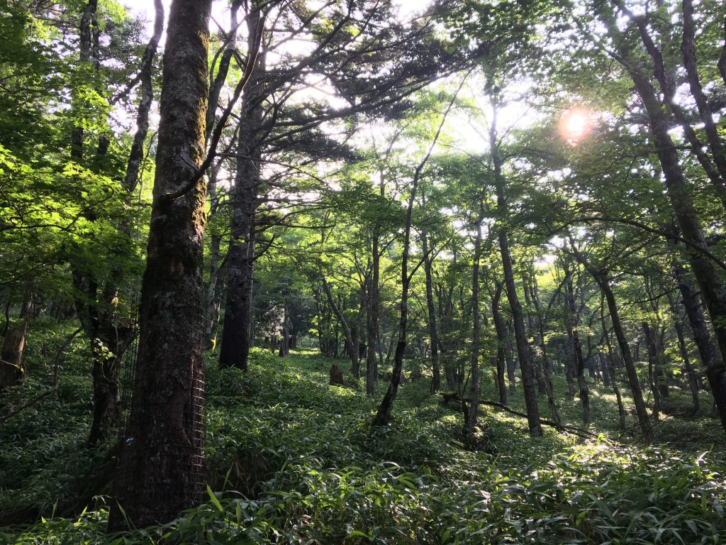 大台ケ原の森その3