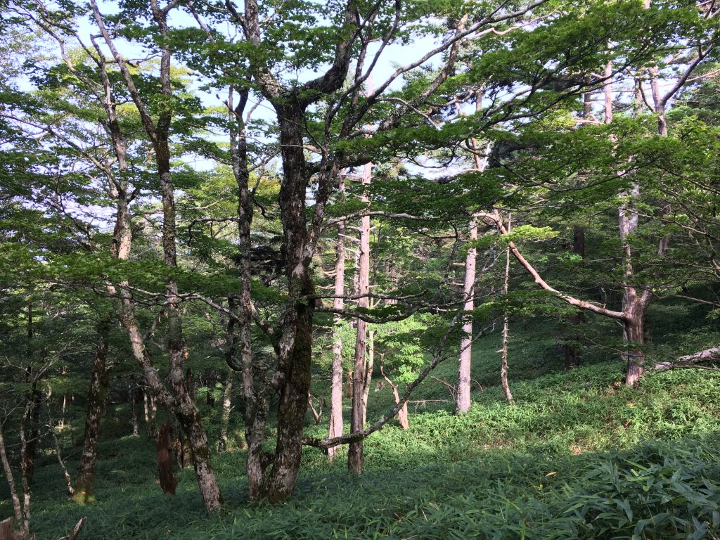立ち枯れの木