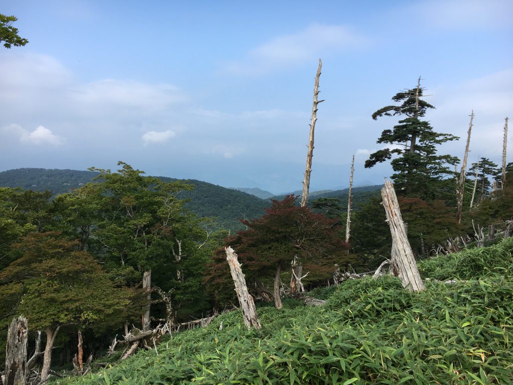 日出ヶ岳付近の立ち枯れの木