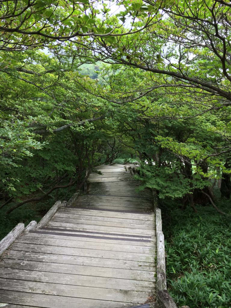 日出ヶ岳からの木道