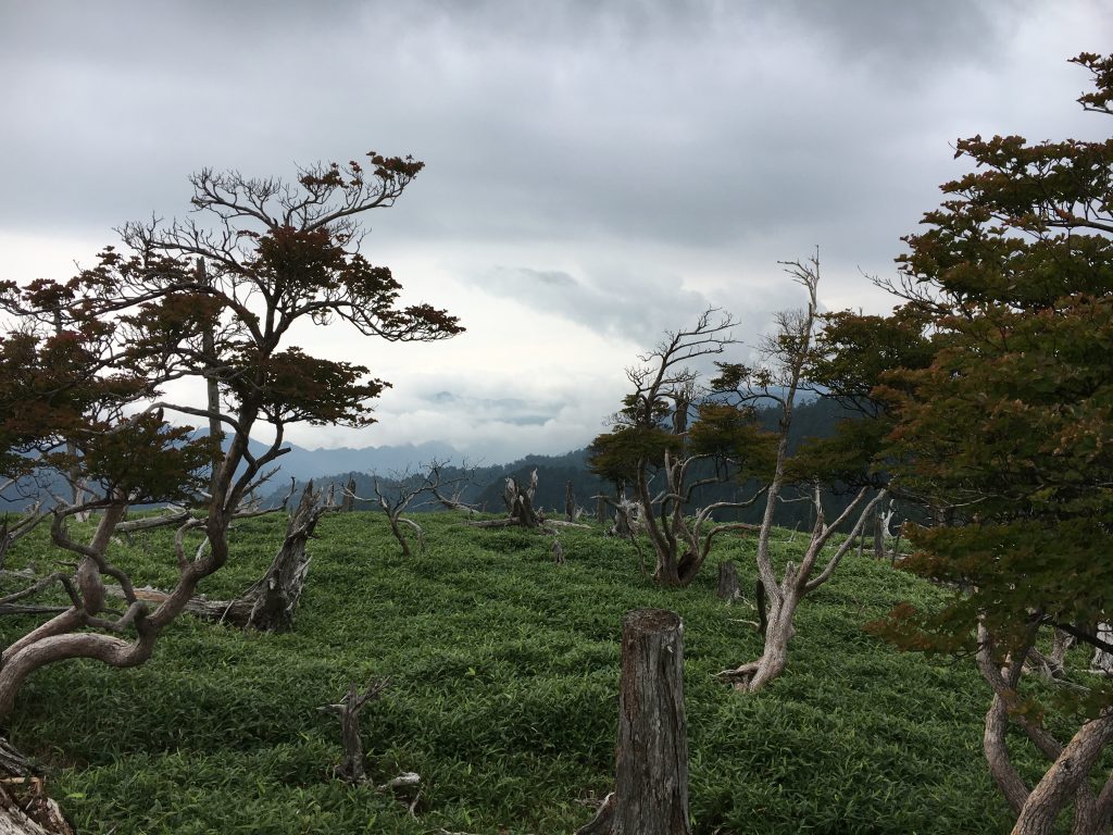 正木峠の立ち枯れの木
