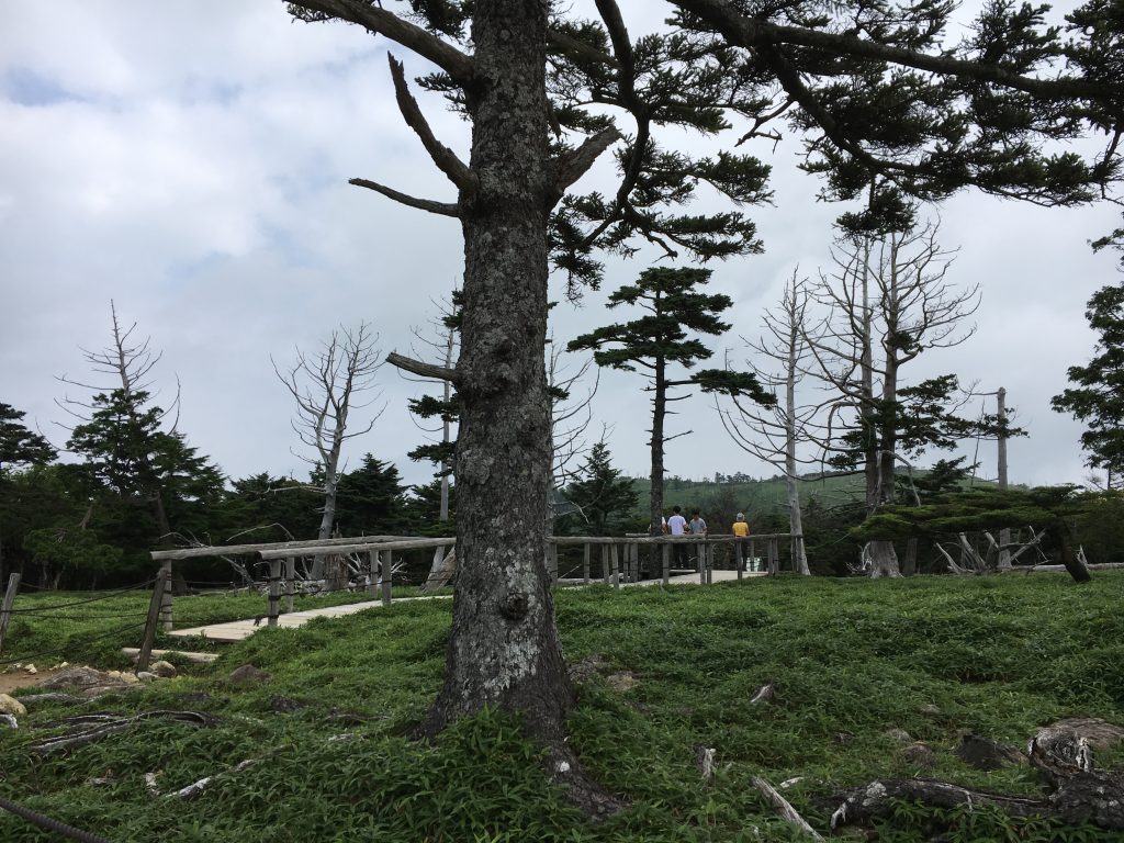 正木ヶ原