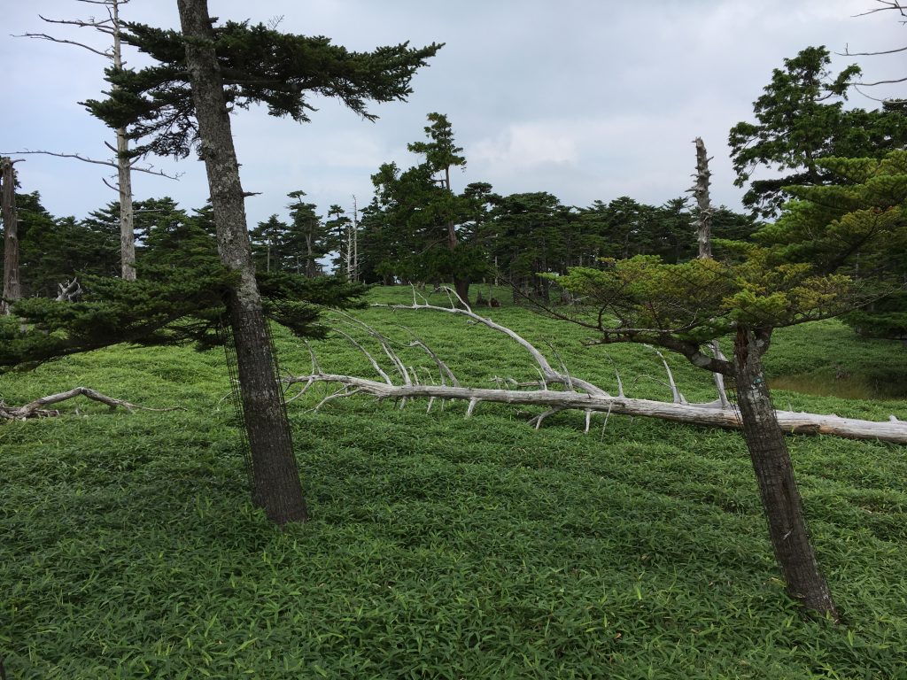 巨大な立ち枯れの木