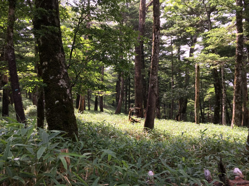 コースラストの大台ケ原の森