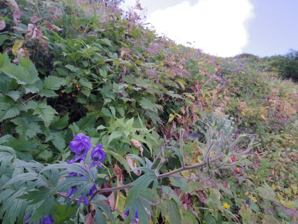 燕山荘付近のお花畑