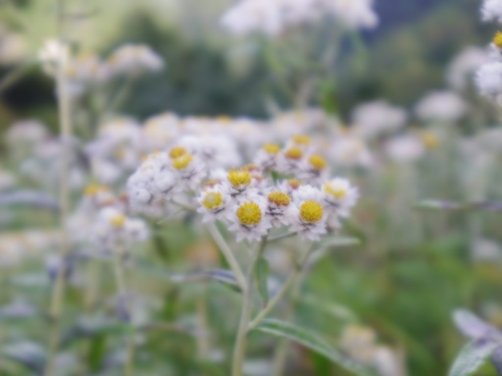 燕山荘付近の高山植物