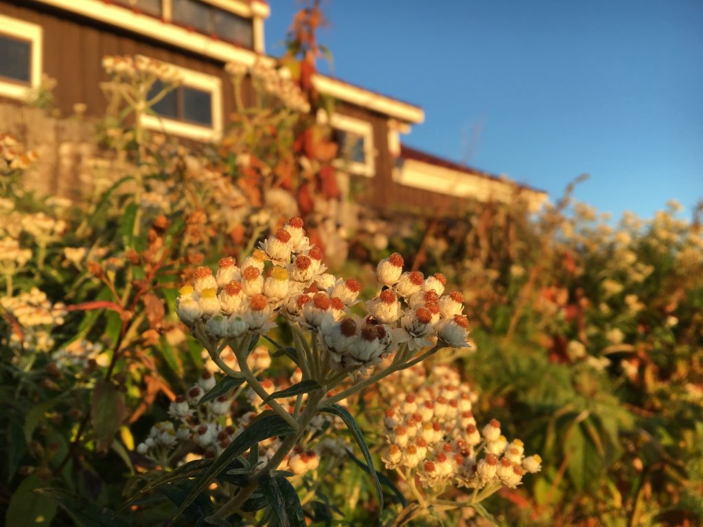 朝日に照らされる草木