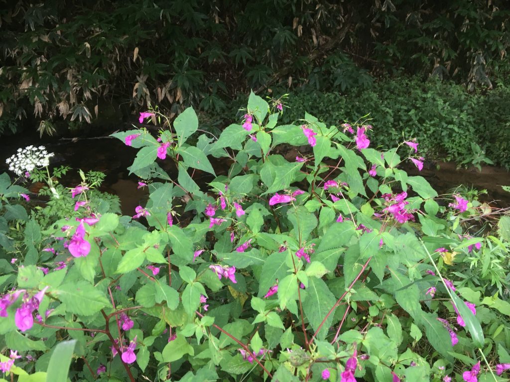 カタクリの花