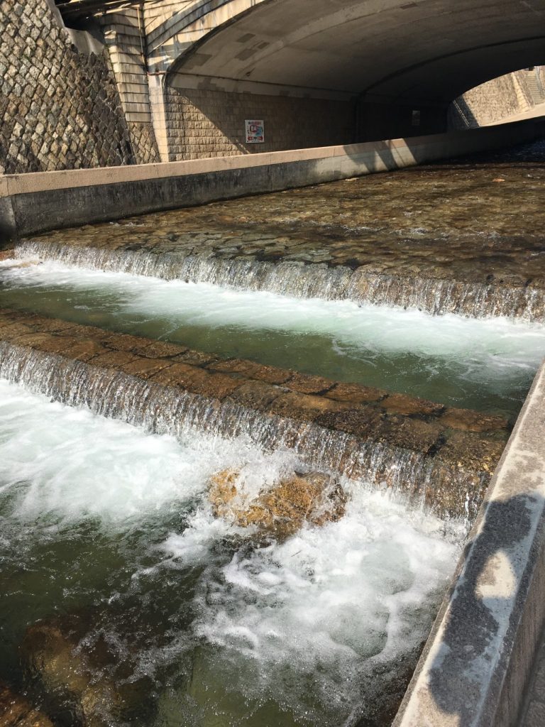 鮎もいる天井川