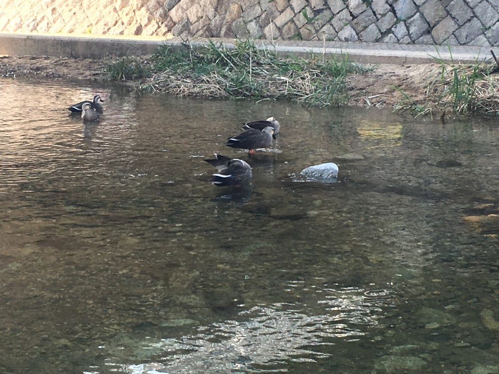 カルガモ