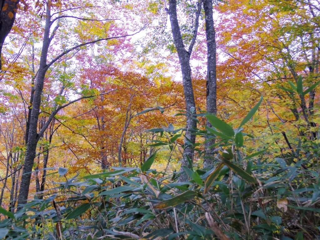 磐梯山の紅葉