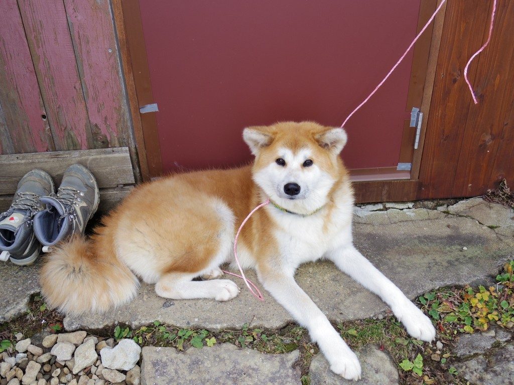 弘法清水小屋の犬