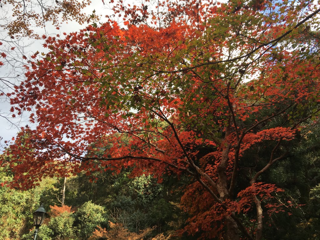 紅葉