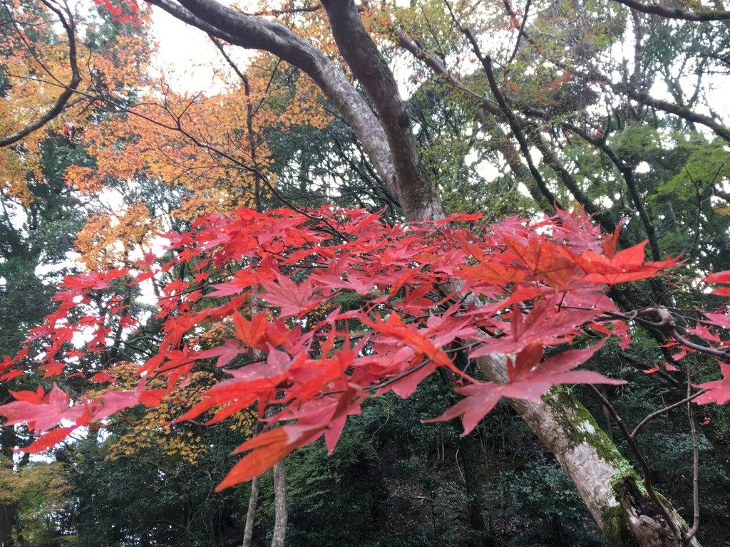 真っ赤な紅葉