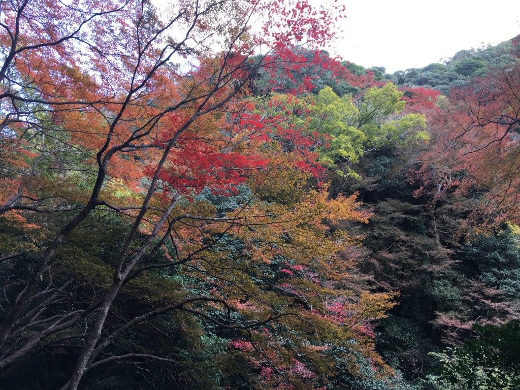 色とりどりの紅葉