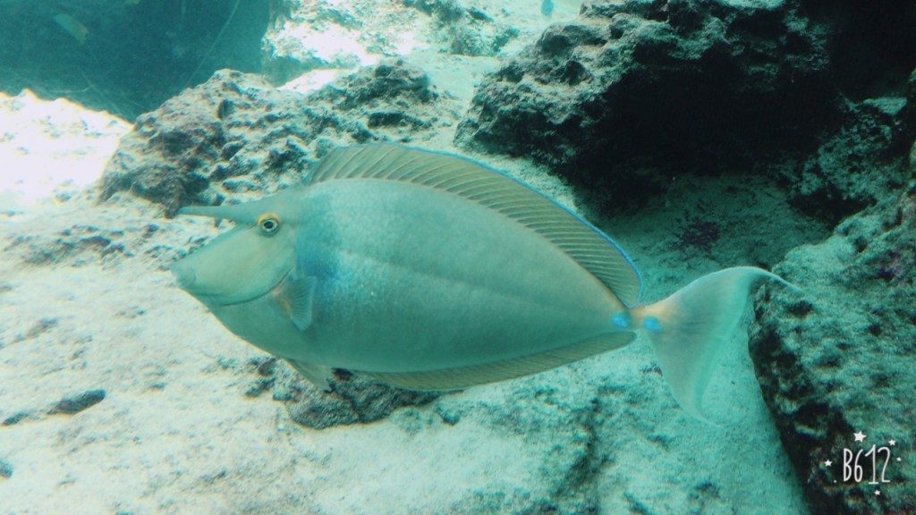 水族館その３