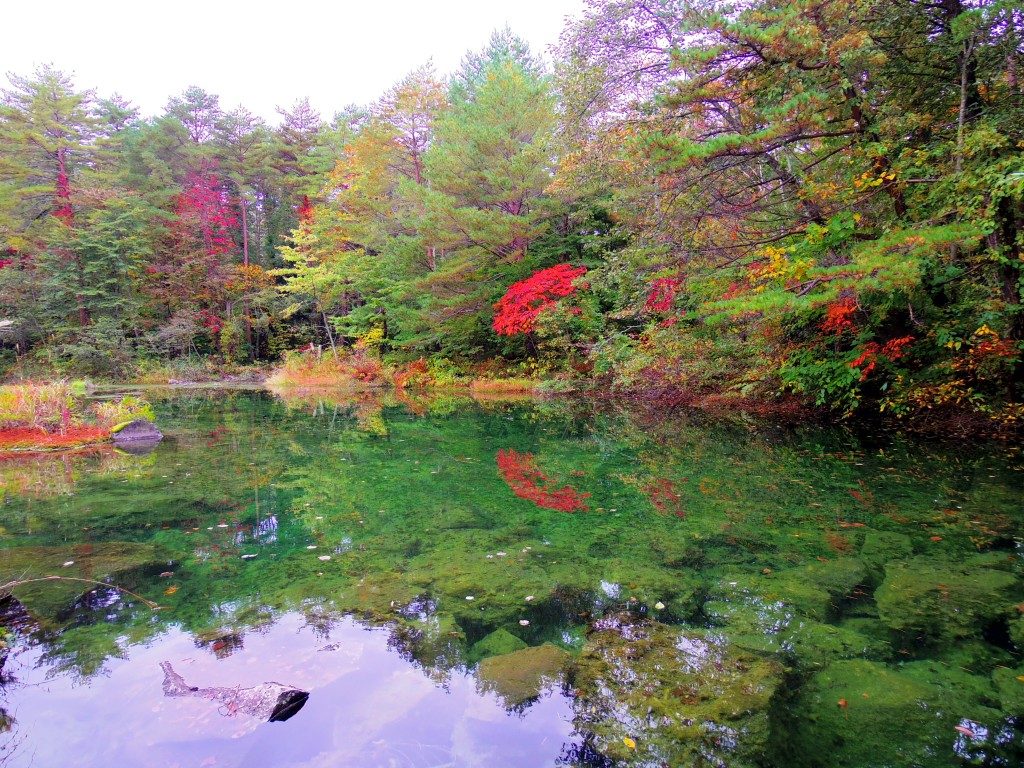 ホテリ・アアルトの中にある沼と紅葉