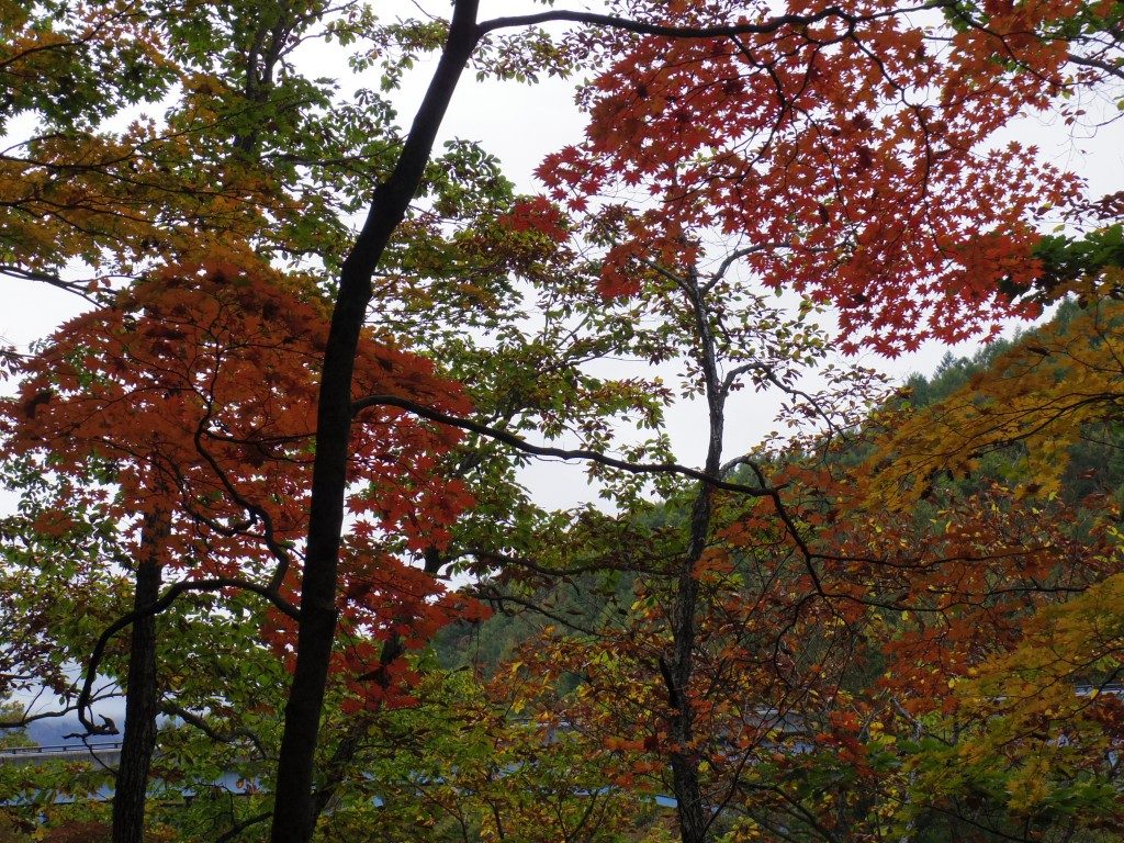 中津川渓谷の紅葉