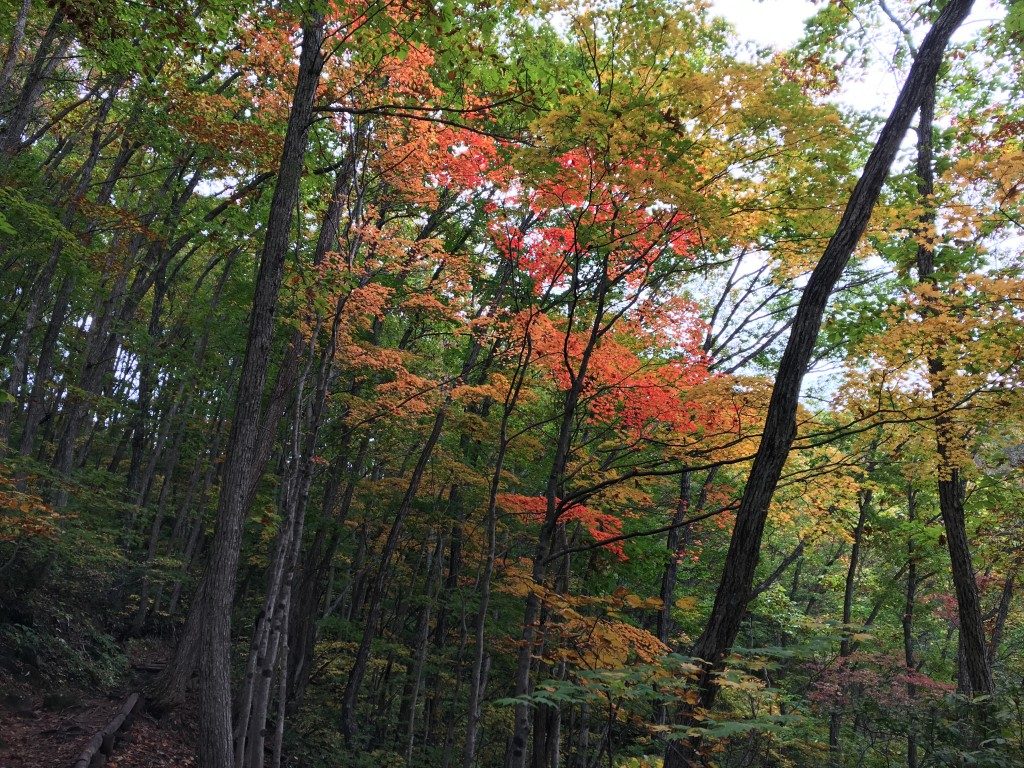 中津川渓谷の真っ赤な紅葉