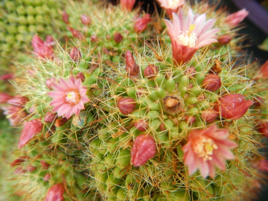 イタリアの植物