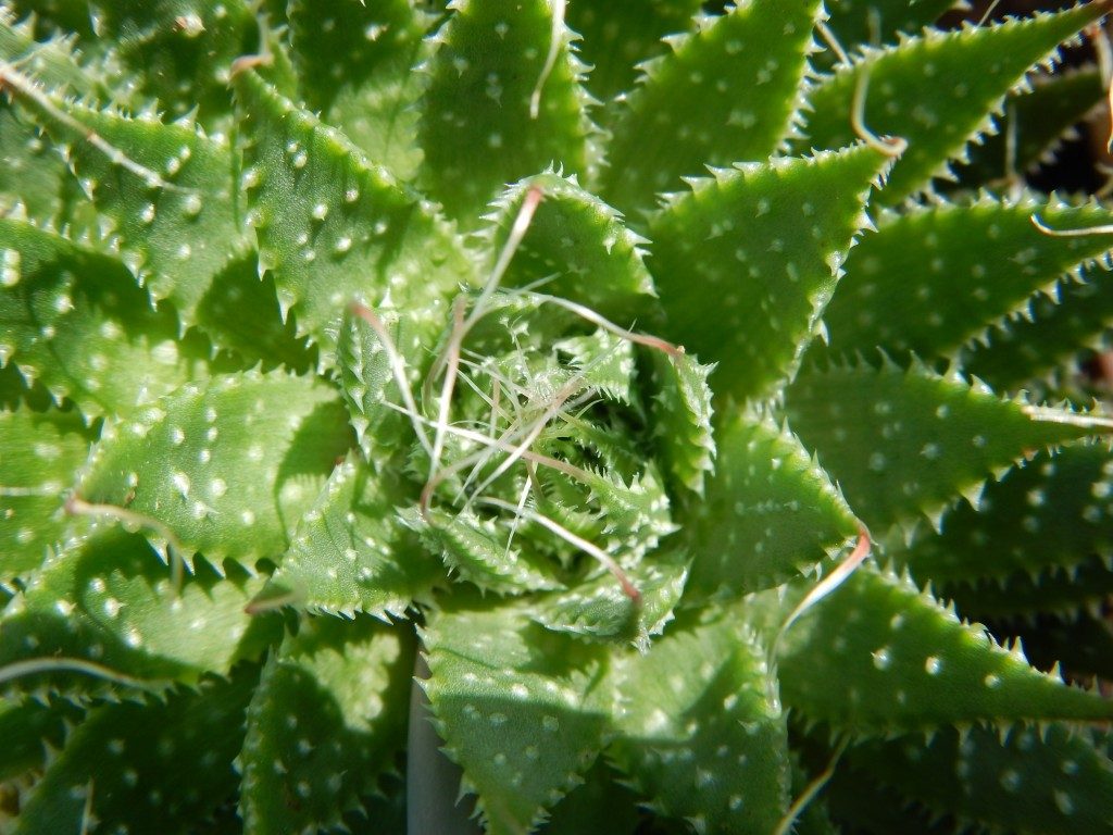 イタリアの植物その2