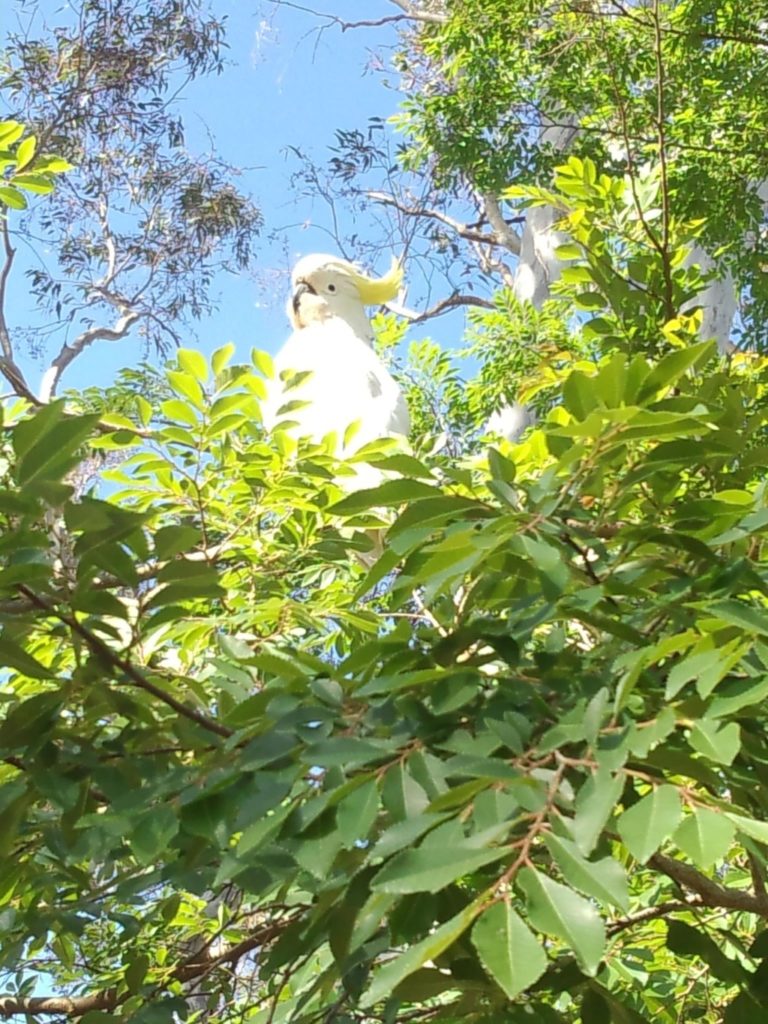 野生のオウム