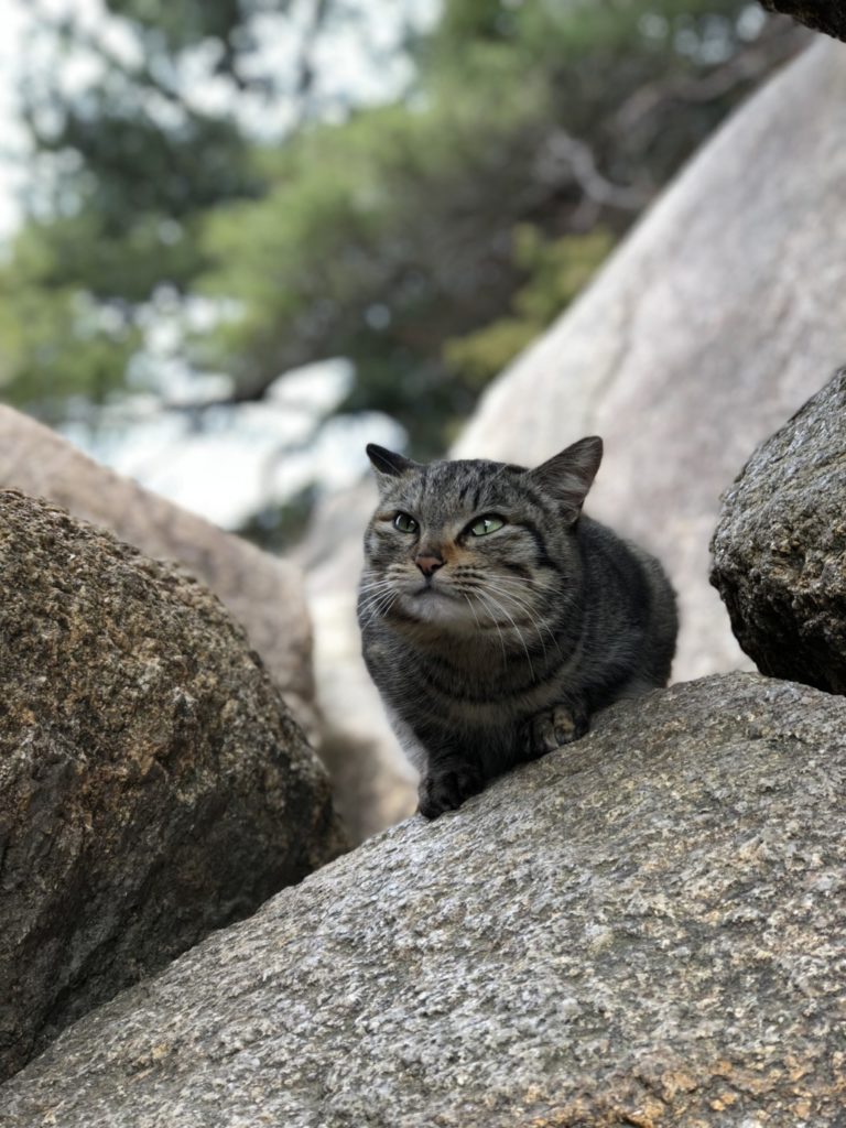 猫