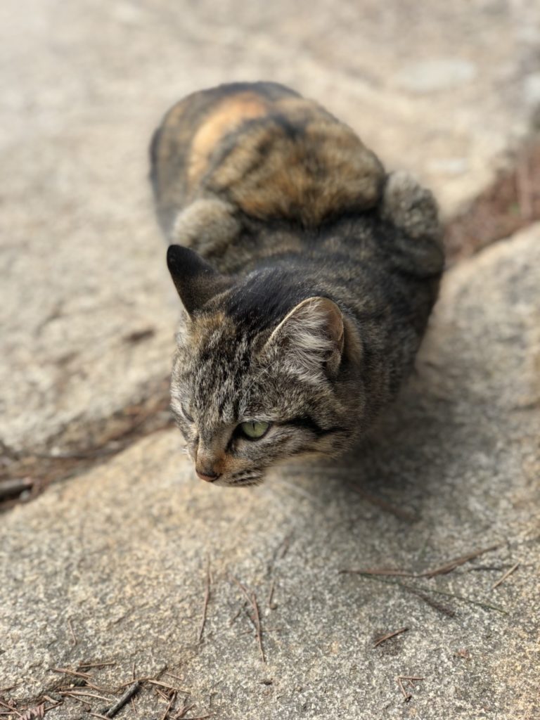 猫その2