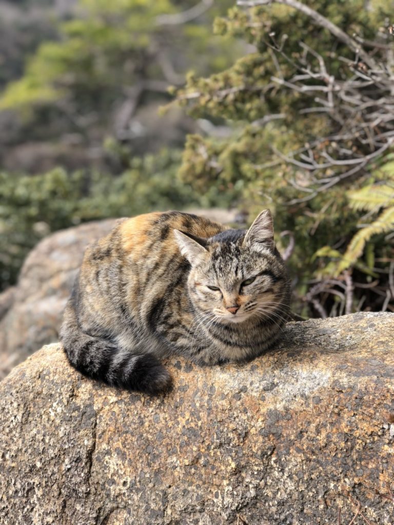 猫その3