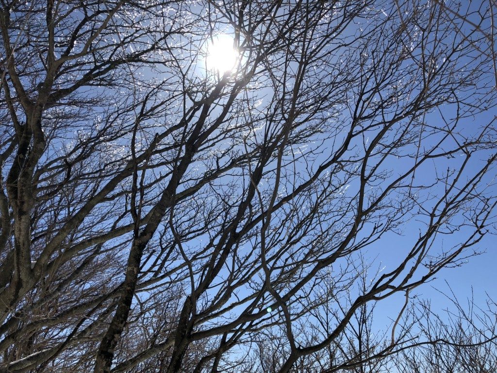 青空を覆う山林