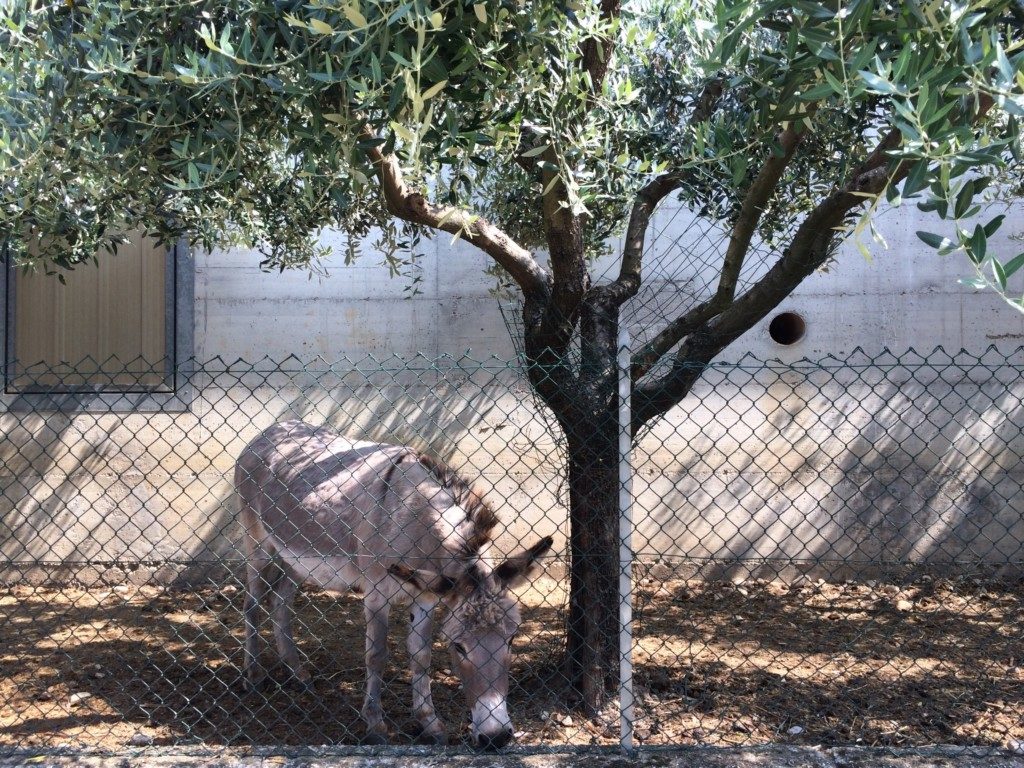 イタリアのロバ