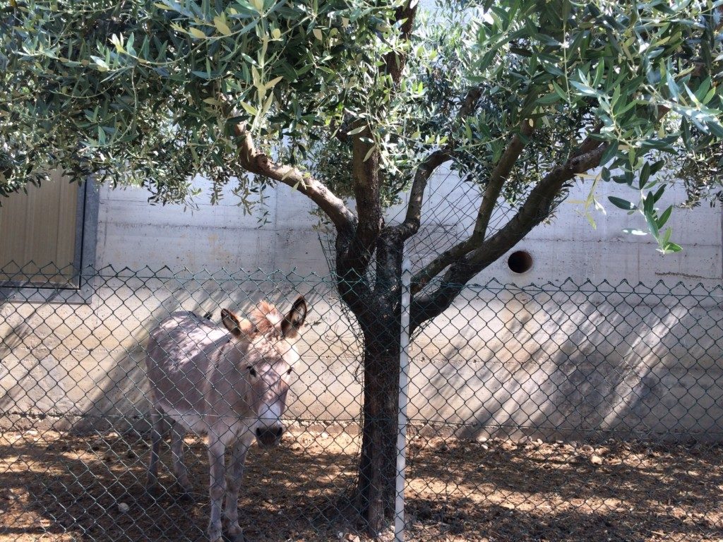 イタリアのロバその２